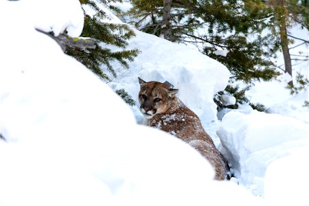 Cougar capture and collar: waking up after collaring