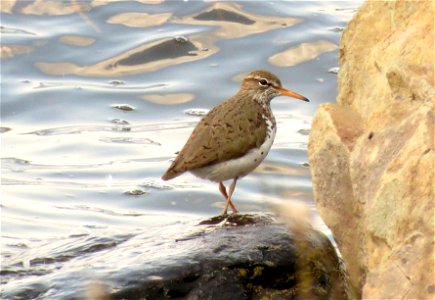 Spotted sandpiper photo