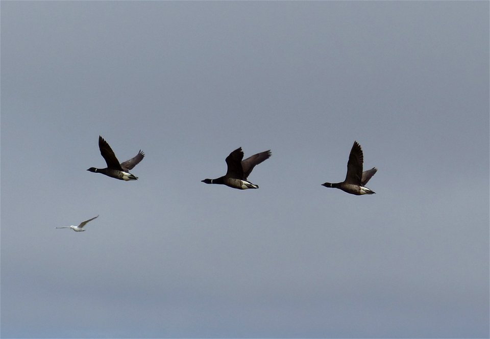 Flying Brant photo