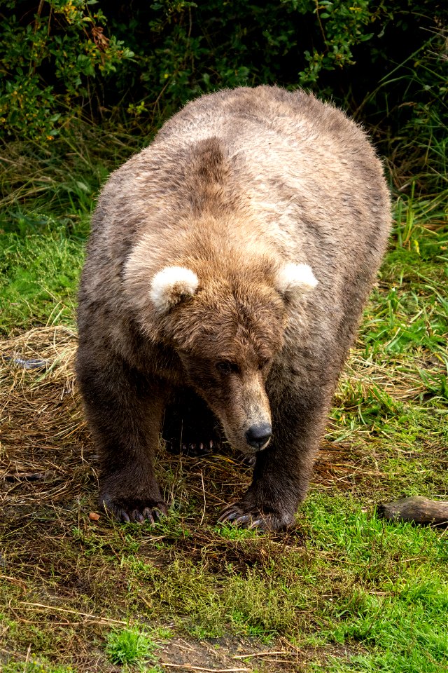 Bear 128 Grazer Fat
