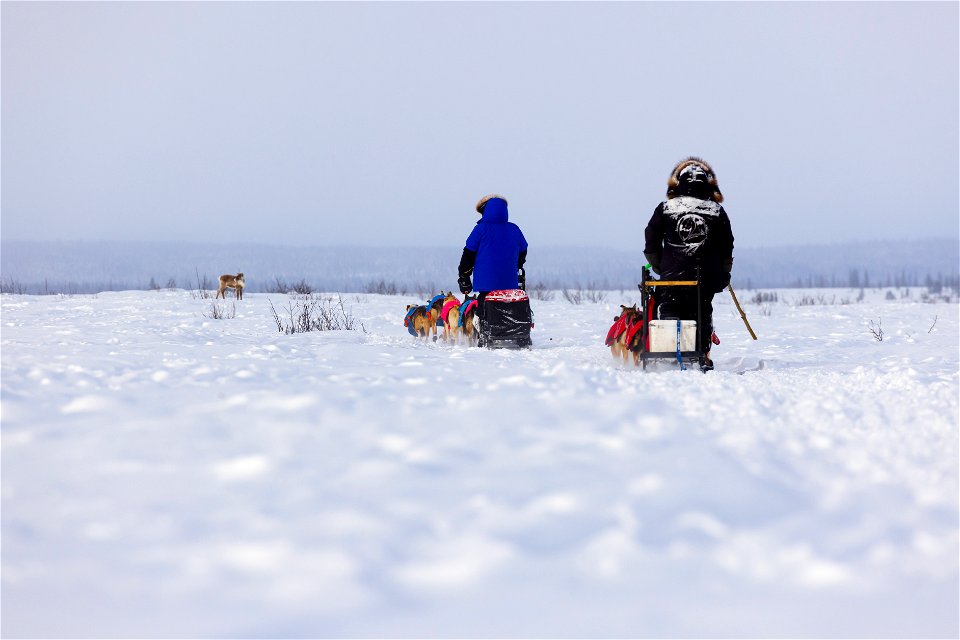 Kobuk 440 racers on the trail between the villages of Selawik and Ambler.