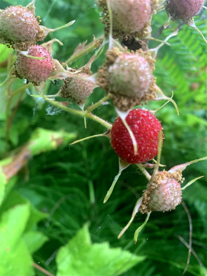 Thimbleberries at Beaver Lake Trail, Mt. Baker-Snoqualmie National Forest. Photo by Sydney Corral July 7, 2021