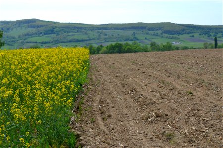 From the field photo