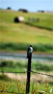 Eastern Kingbird on Coler WPA Lake Andes Wetland Management District South Dakota