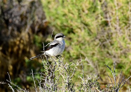 Loggerhead shrike at Seedskadee National Wildlife Refuge