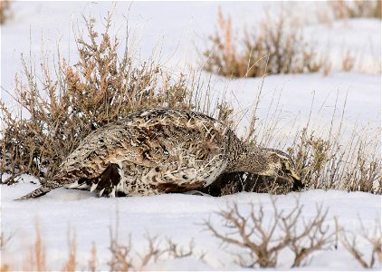 Greater sage-grouse on Seedskadee National Wildlife Refuge