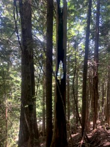 Green Mountain Trail, Mt. Baker-Snoqualmie National Forest. Photo By Sydney Corral June 28, 2021