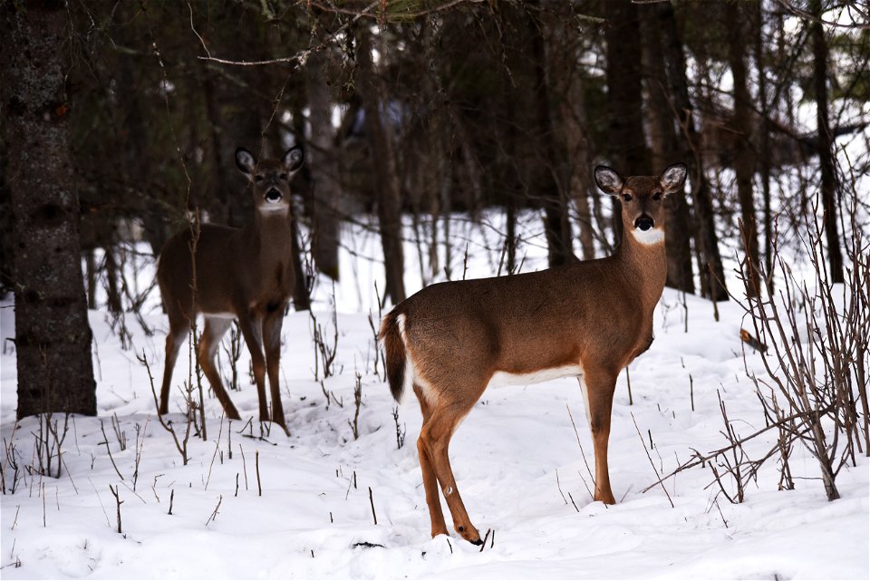 White-tailed deer in the snow