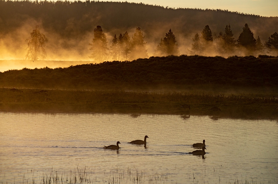 Ducks, Yellowstone National Park
