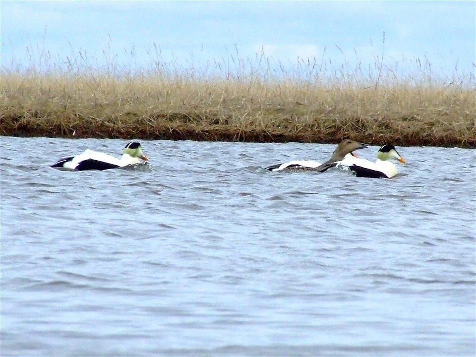 Common eider courtship displays