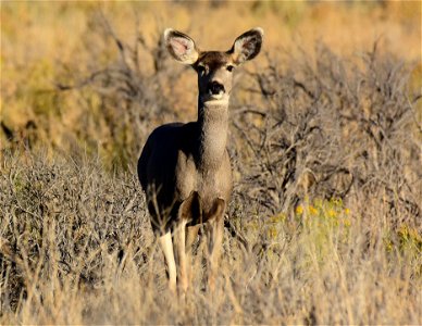 Mule deer at Seedskadee National Wildlife Refuge photo