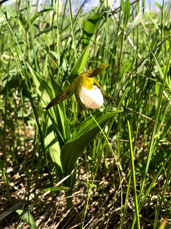 White lady's slipper