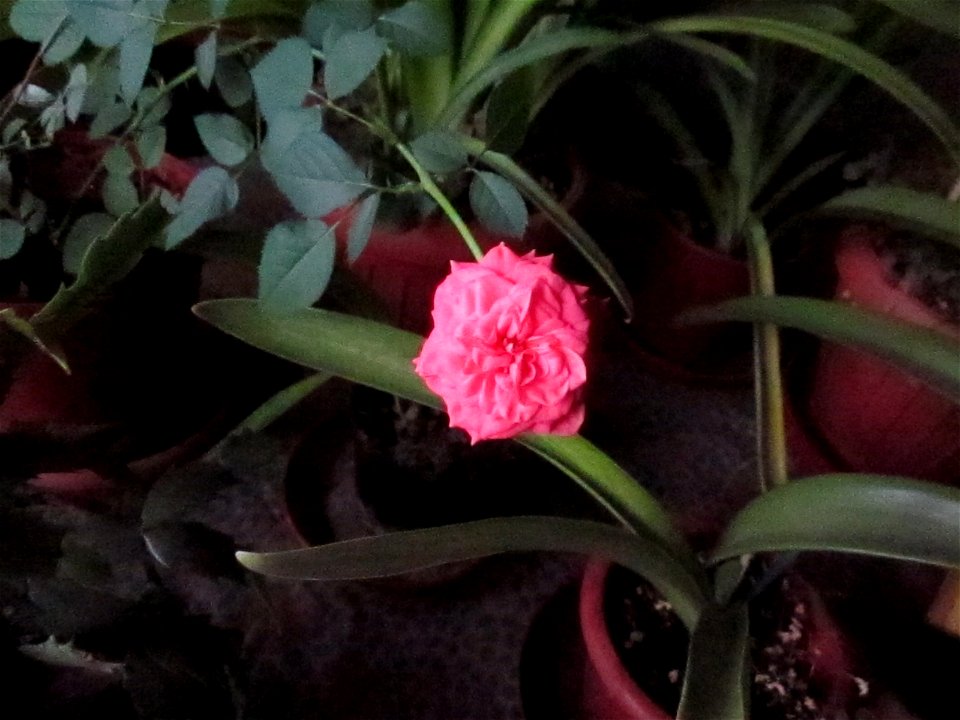 jungla_A1200-2011_1116_080319