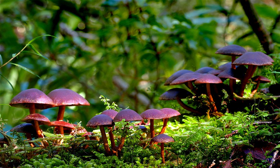 Hypholoma brunneum.
