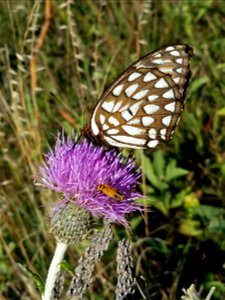 Butterfly in the Brush-footed Family on a Thistle Lake Andes Wetland Management District South Dakota photo