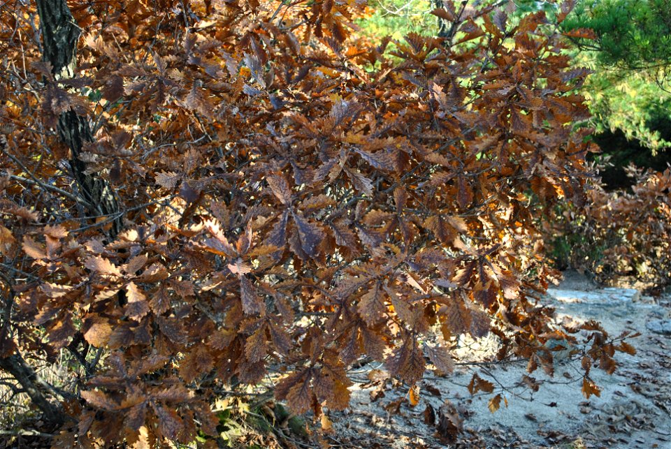 Deoksungsan Mountain