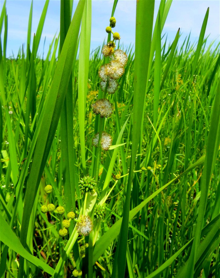 Bur-reed