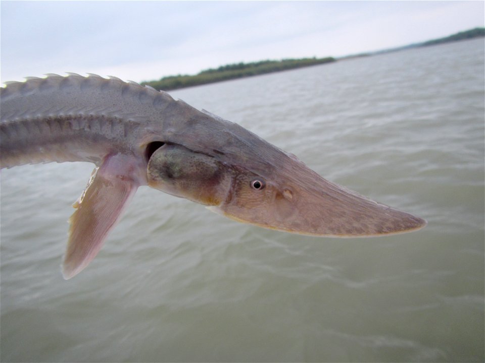 Juvenile Pallid Sturgeon