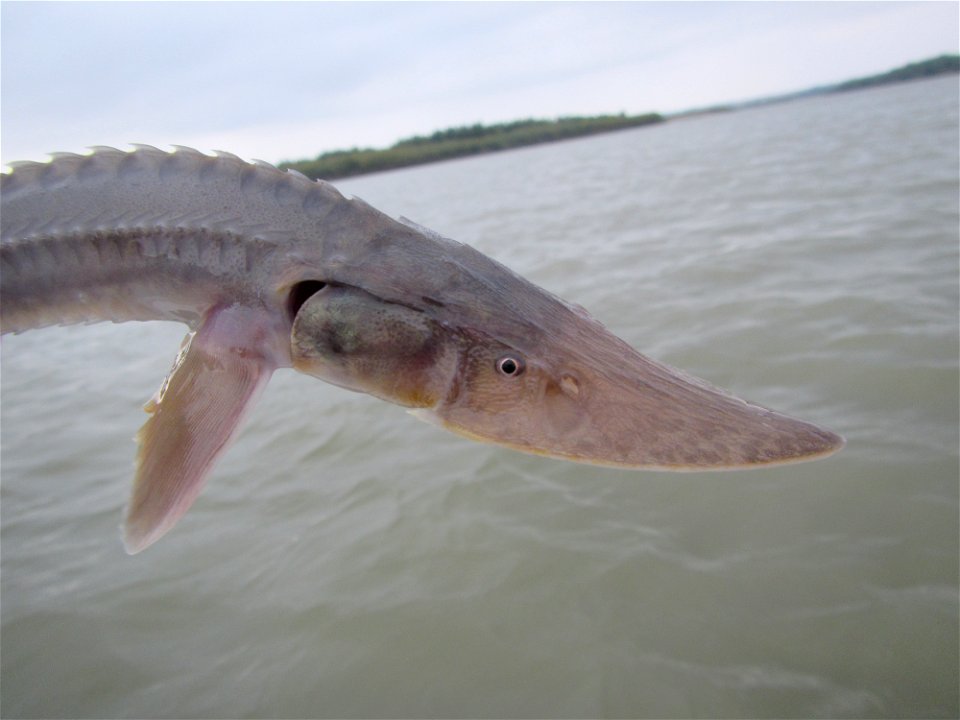 Juvenile Pallid Sturgeon photo