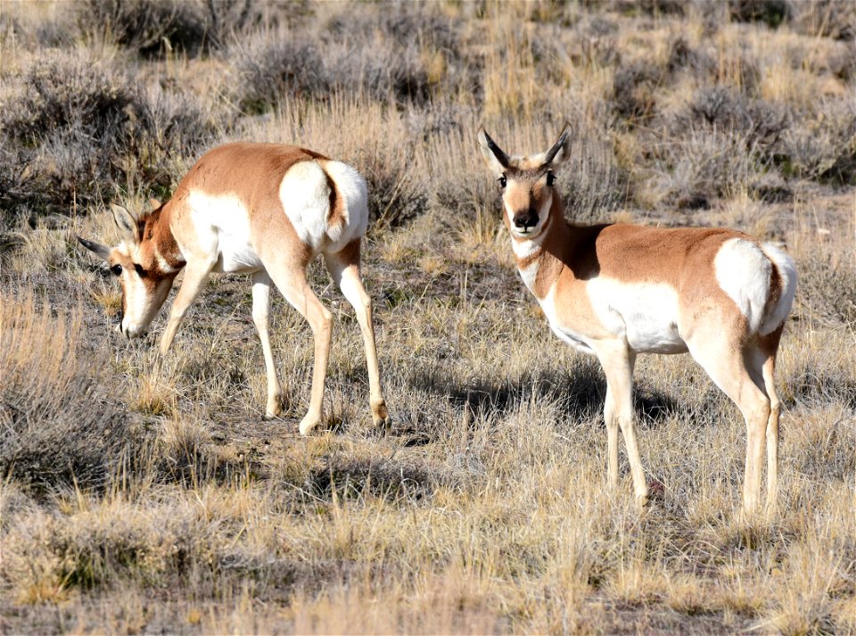 Pronghorn at Seedskadee National Wildlife Refuge