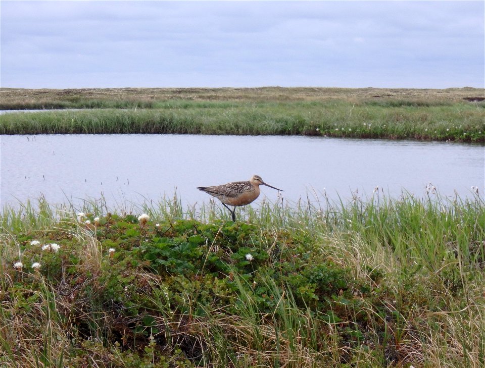 Bar-tailed godwit