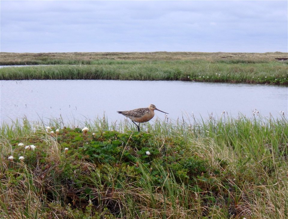 Bar-tailed godwit photo