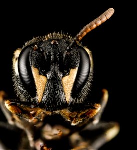 Hylaeus hyalinutus, F, face,_2013-01-16-14.25.16 ZS PMax