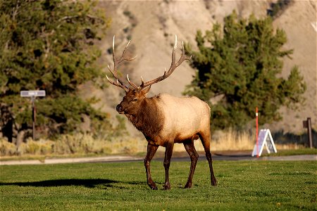 Bull elk in Mammoth Hot Springs (3) photo