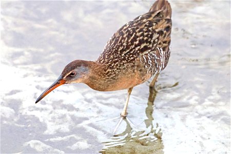 237 - CLAPPER RAIL (02-20-2023) world birding center, south padre island, cameron co, tx -03