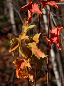 20221018-FS-Superior-SAR-003