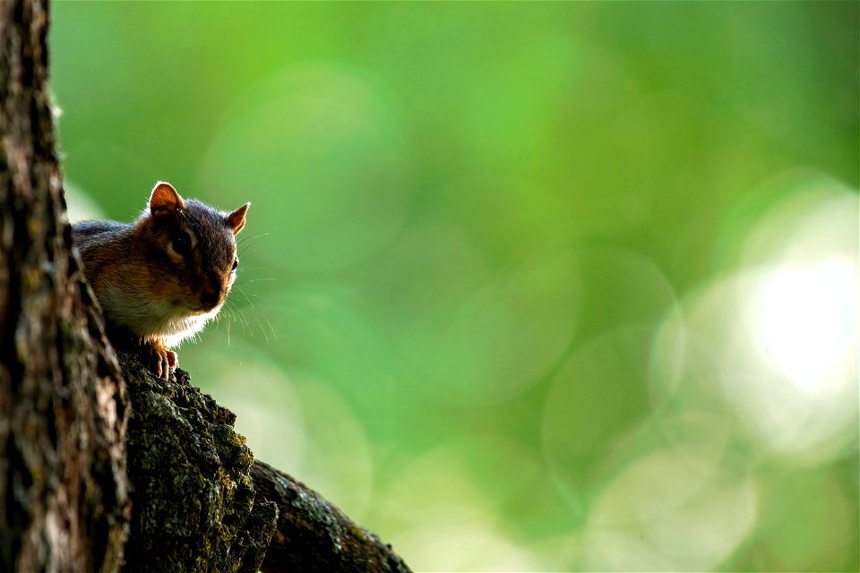 Eastern chipmunk