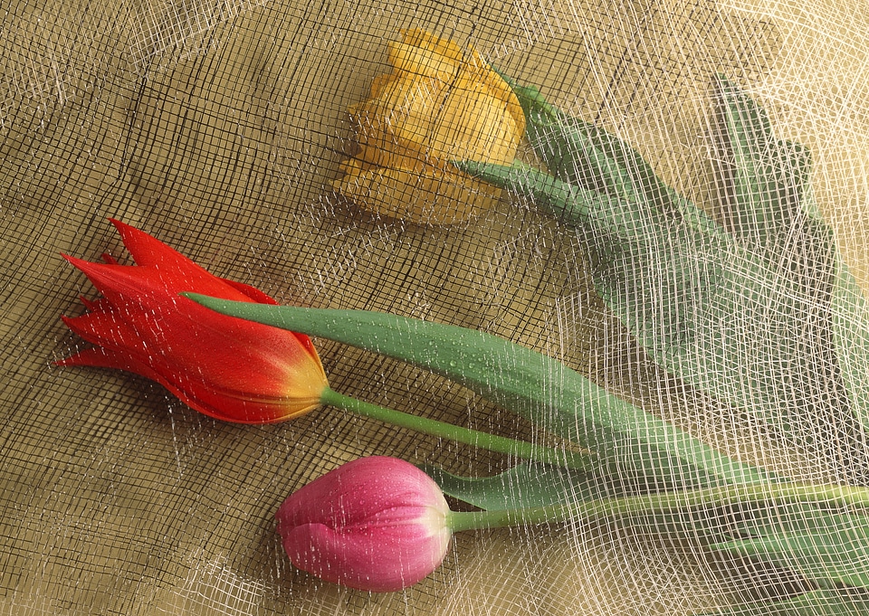 tulips in vintage style