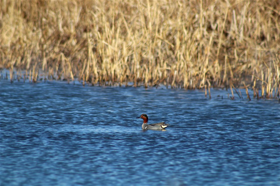 Green-winged Teal Owens Bay Lake Andes National Wildlife Refuge South Dakota