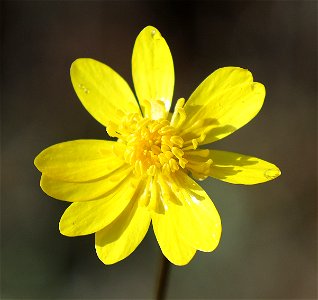 Ranunculus californicus (California Buttercup) (04-05-2022) point st george, del norte co, ca -01 ID UNCERTAIN