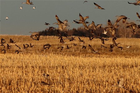 Spring Migration of Sandhill Cranes and Waterfowl Huron Wetland Management District photo