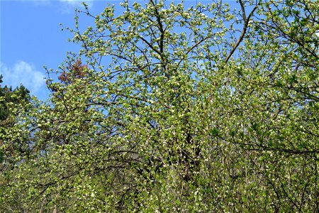 Spring ,April 2023