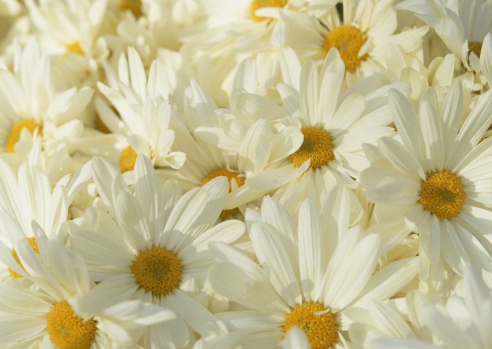 white daisy flowers