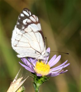 WHITE, PINE (Neophasia menapia) (07-31-2022) 5400 ft, scott mt pass, trinity co, ca -01