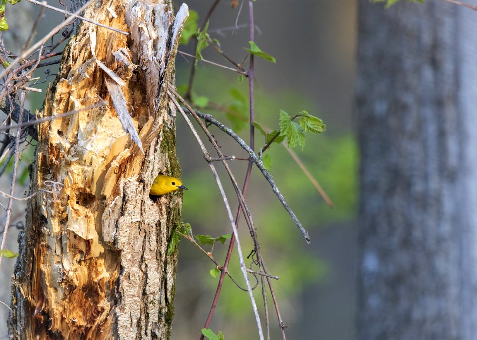 Prothonotary warbler