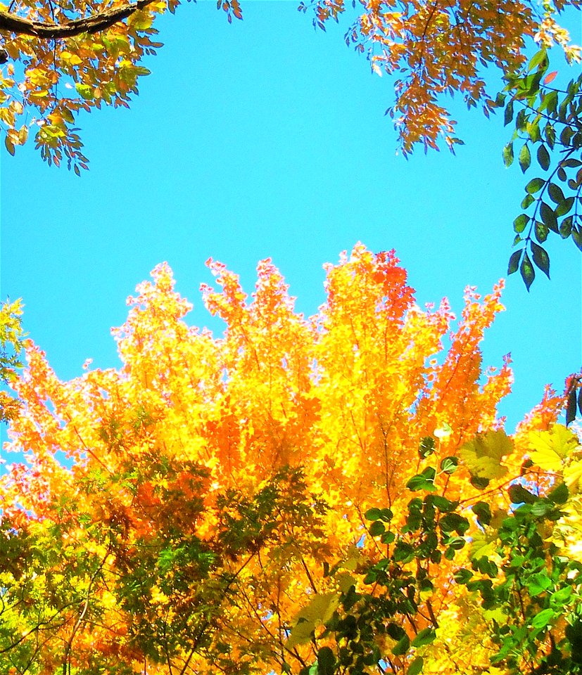 fall colours 7