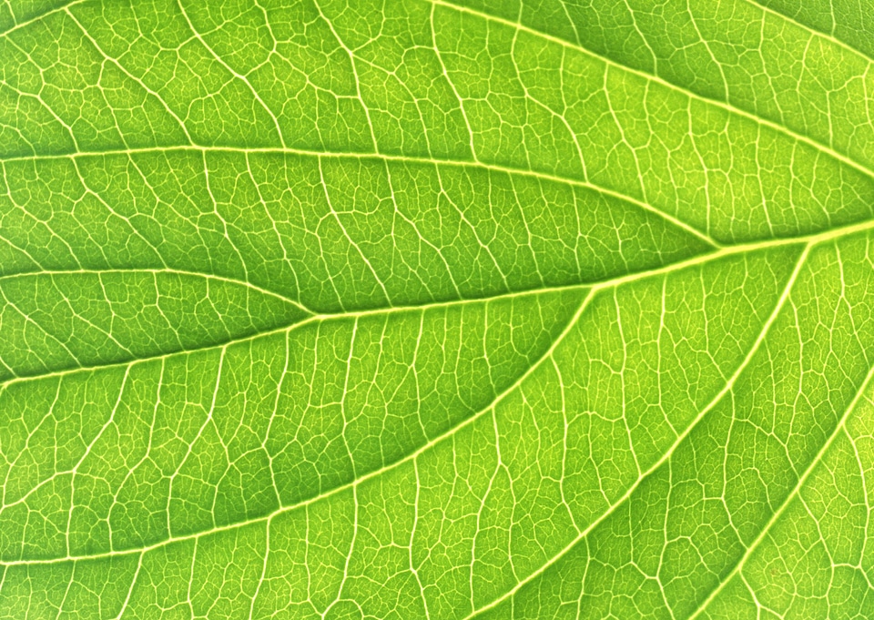 Leaf of a plant close up