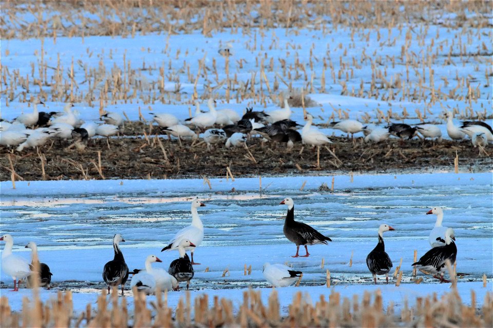 Snow Geese at Sunset Huron Wetland Management District