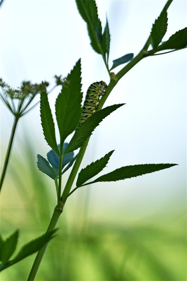 Black swallowtail caterpillar