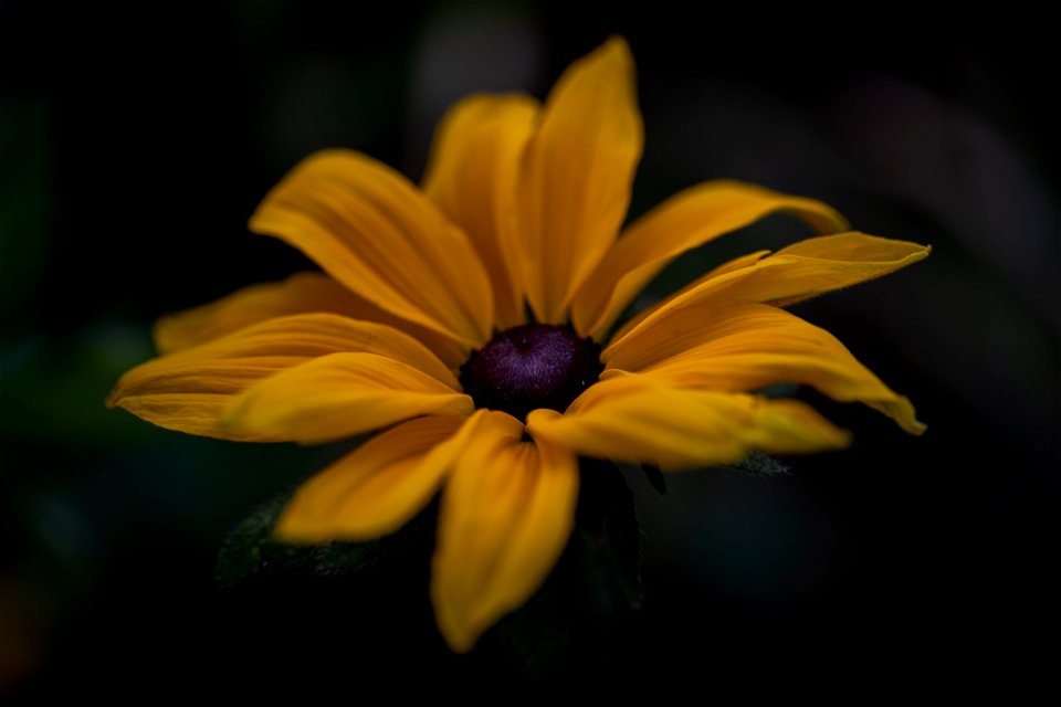 Schwarzäugige Rudbeckie