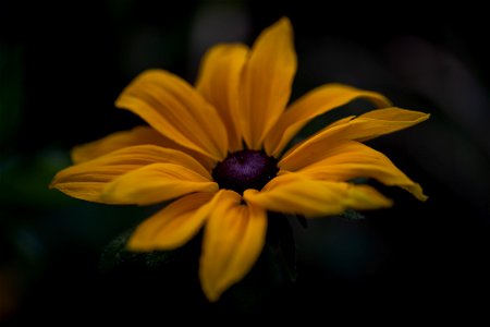 Schwarzäugige Rudbeckie photo