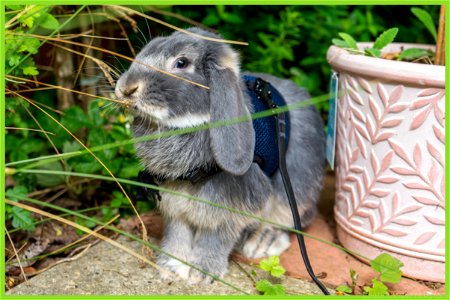 Peter Rabbit photo