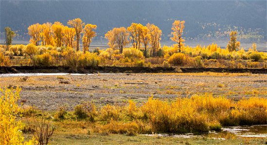 Fall color along the Lamar River