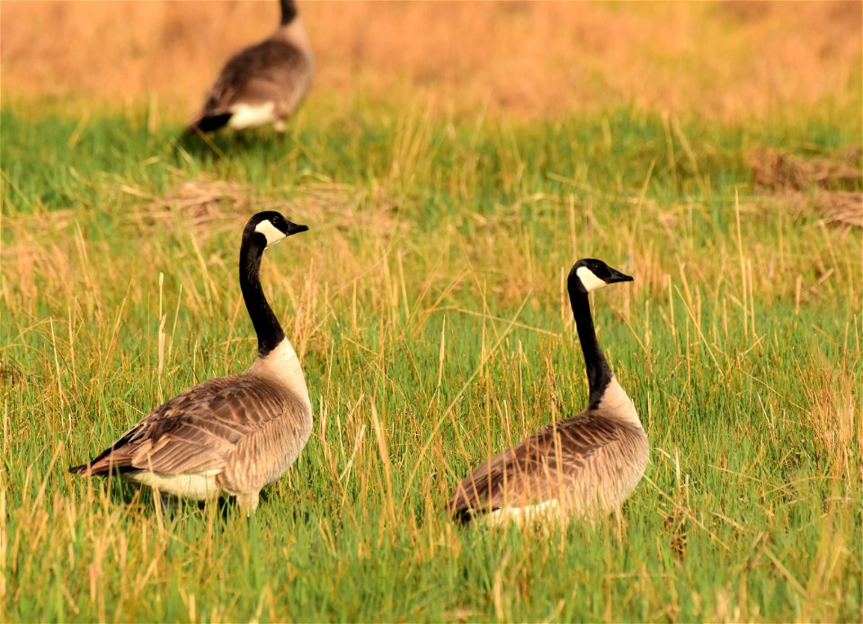 Canada geese on Seedskadee National Wildlife Refuge