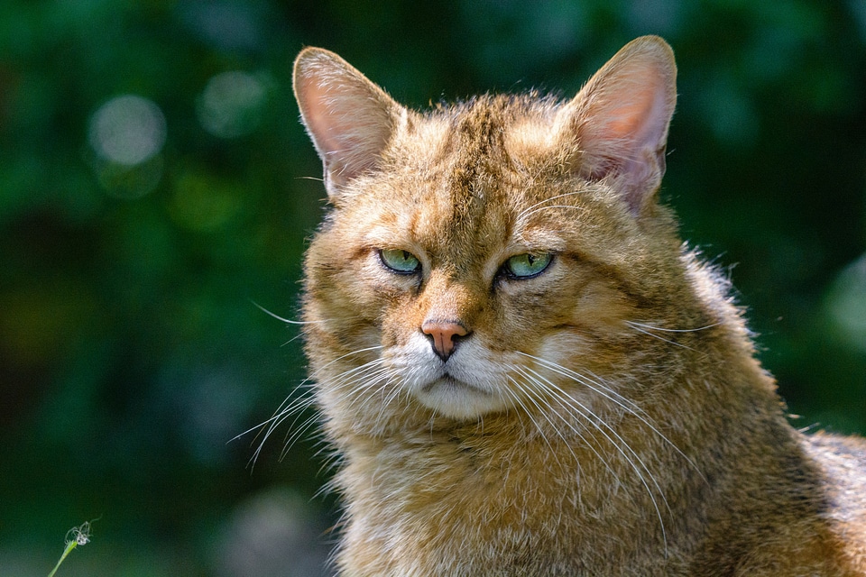 European wildcat