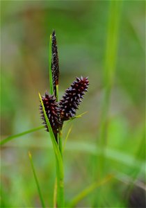 Carex photo